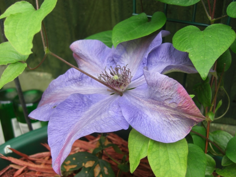 CIMG0012 (800x600).jpg