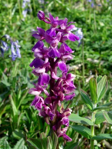 CIMG0013 (768x1024).jpg