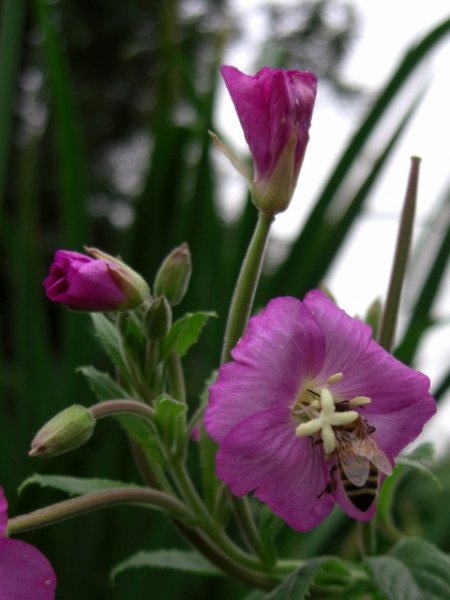 CIMG0014 (480x640).jpg