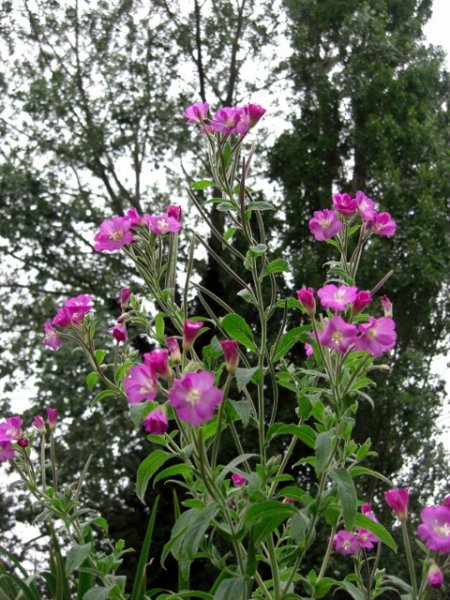 CIMG0015 (480x640).jpg