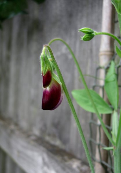 CIMG0015 (715x1024).jpg