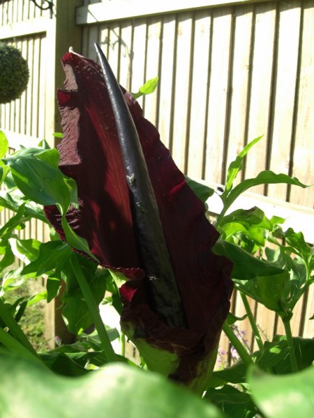 CIMG0015 (768x1024).jpg