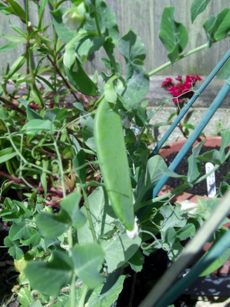 CIMG0016 (2) (768x1024).jpg