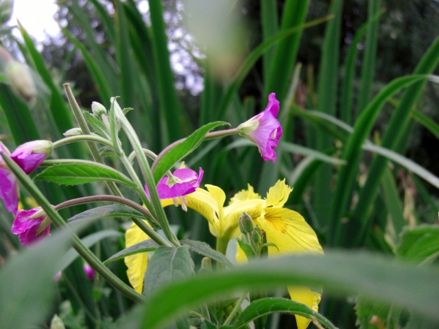 CIMG0016 (640x480).jpg