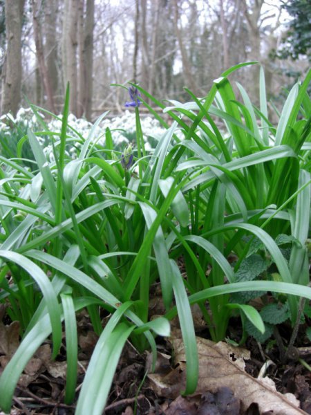 CIMG0017 (600x800).jpg