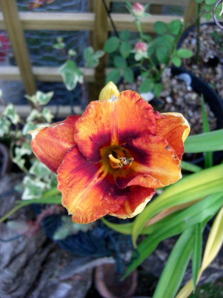 CIMG0017 (768x1024).jpg