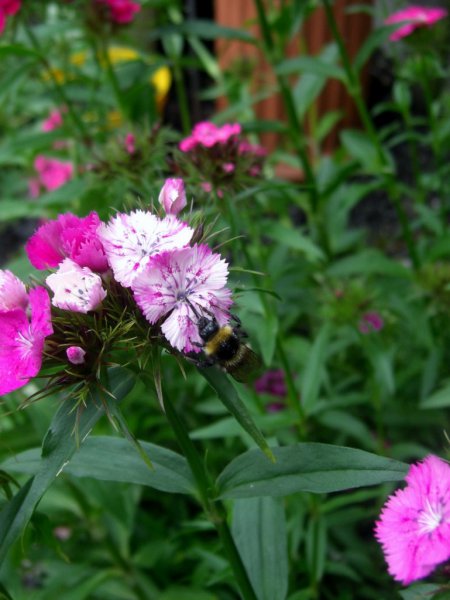 CIMG0017 (769x1024).jpg