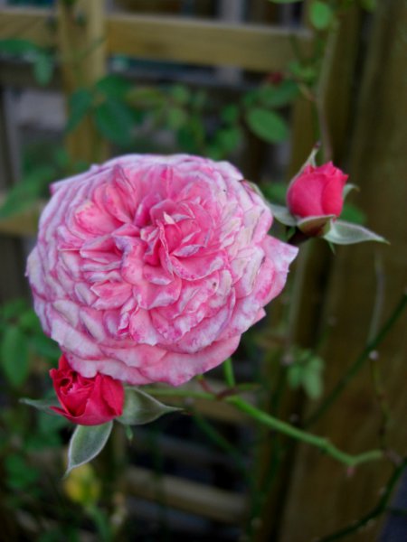 CIMG0018 (768x1024).jpg