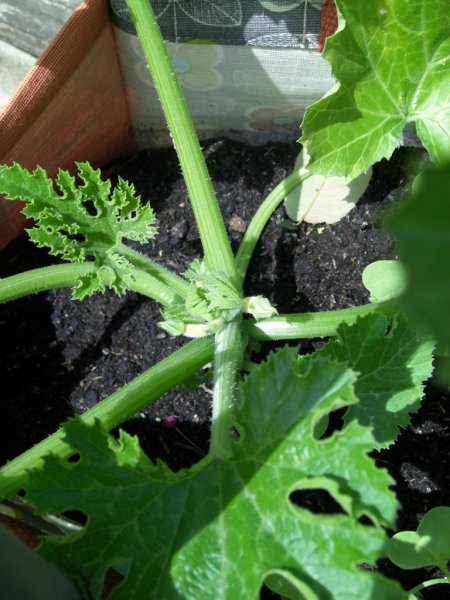 CIMG0019 (2) (768x1024).jpg