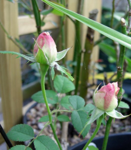 CIMG0019 (899x1024).jpg