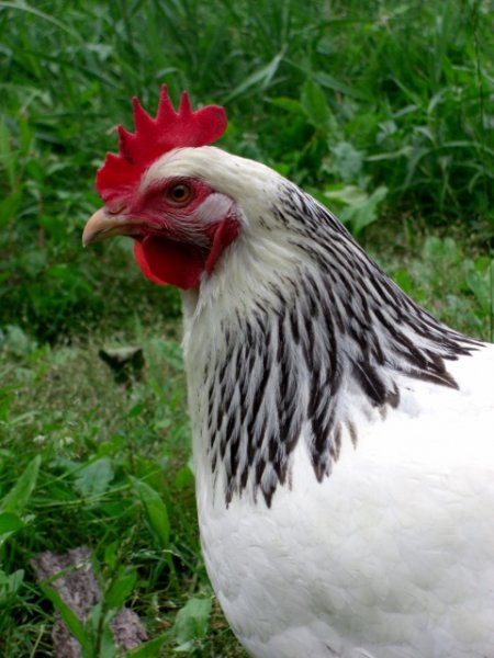 CIMG0020 (480x640).jpg