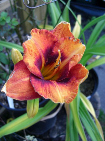 CIMG0021 (768x1024).jpg