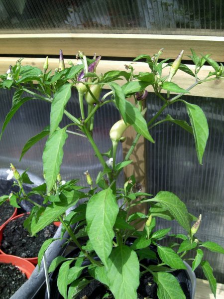 CIMG0022 (2) (768x1024).jpg