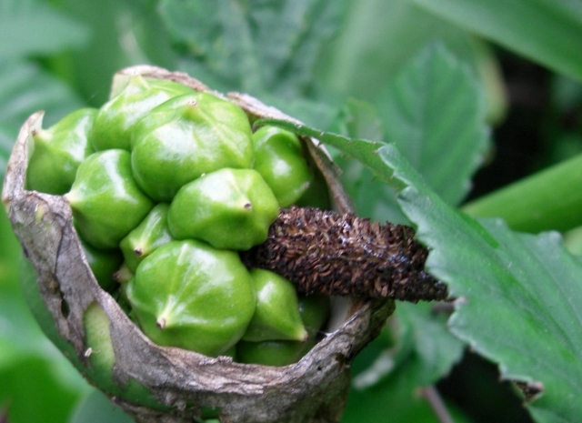 CIMG0022 (640x465).jpg