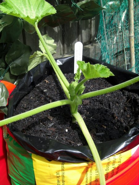 CIMG0023 (2) (768x1024).jpg