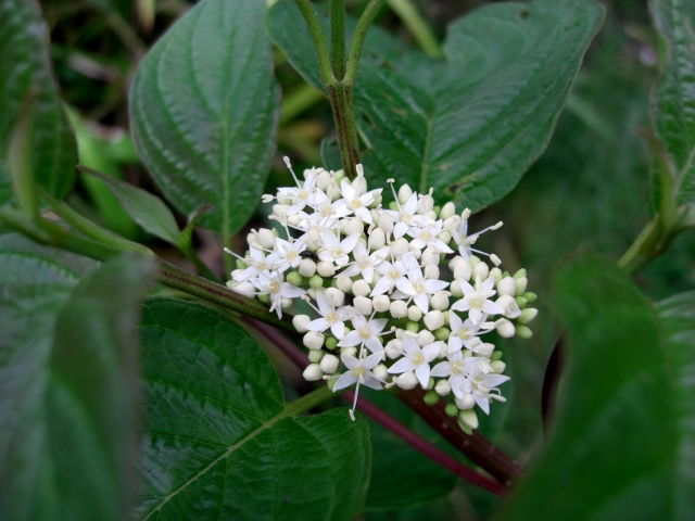 CIMG0023 (640x480).jpg