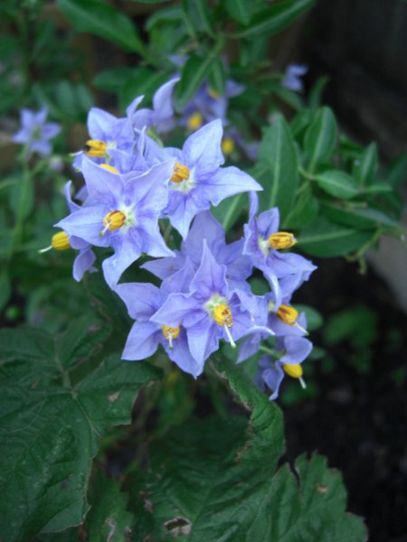 CIMG0023 (768x1024).jpg