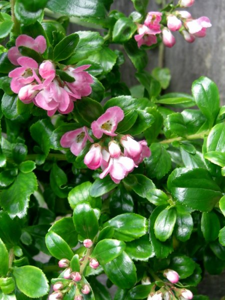 CIMG0024 (2) (768x1024).jpg