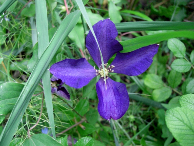 CIMG0024 (640x480).jpg