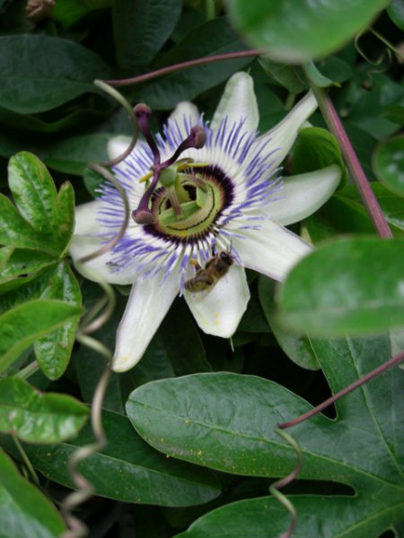 CIMG0026 (480x640).jpg