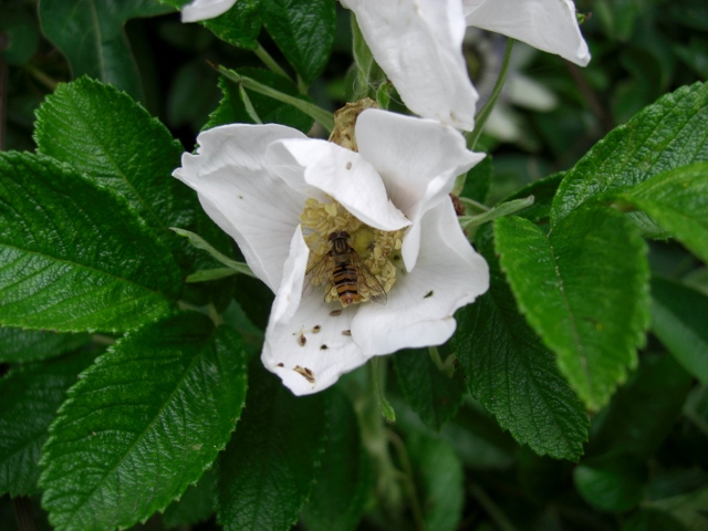 CIMG0028 (640x480).jpg