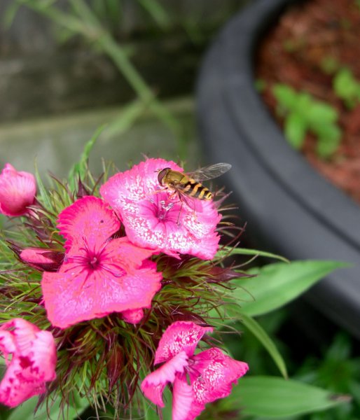 CIMG0028 (878x1024).jpg