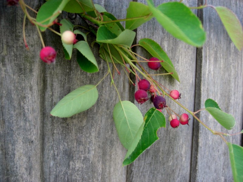 CIMG0029 (1024x768).jpg