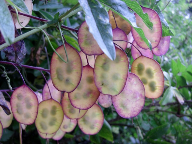 CIMG0032 (640x480).jpg