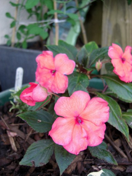 CIMG0033 (768x1024).jpg