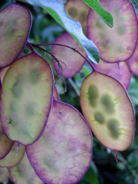 CIMG0034 (480x640).jpg