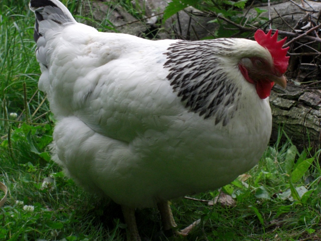 CIMG0036 (640x480).jpg