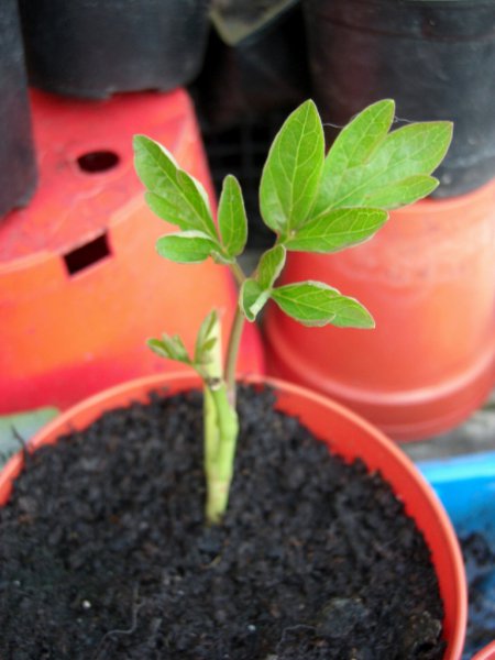 CIMG0037 (768x1024).jpg