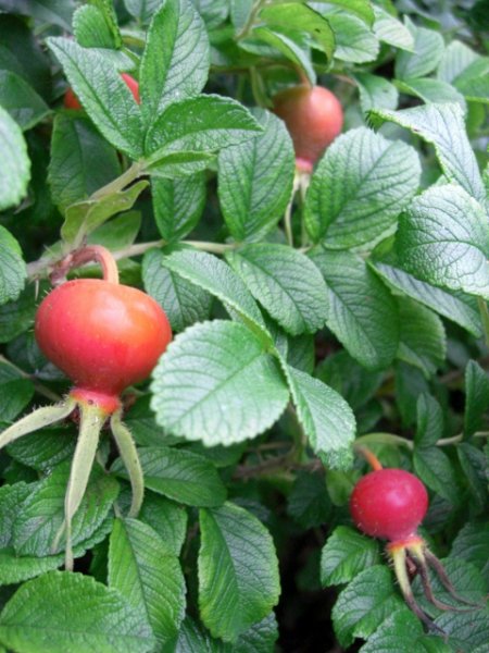 CIMG0038 (480x640).jpg