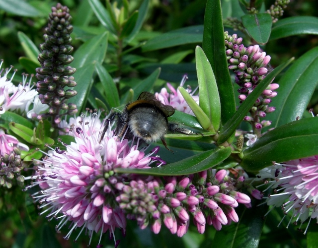 CIMG0038 (640x500).jpg