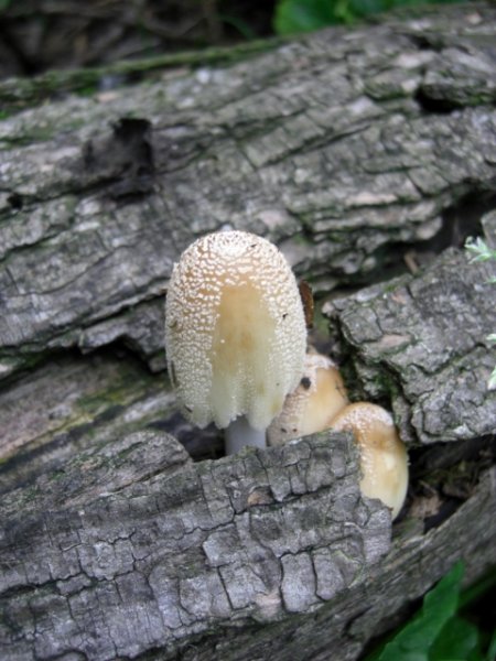 CIMG0039 (480x640).jpg