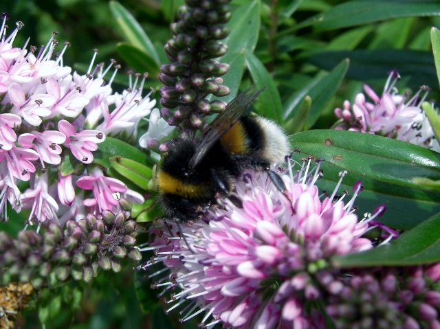 CIMG0039 (640x479).jpg