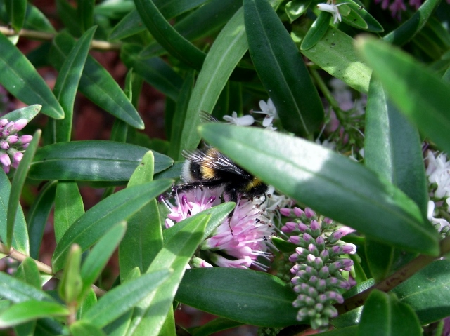 CIMG0040 (640x479).jpg