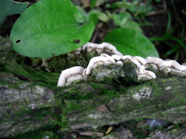 CIMG0040 (640x480).jpg