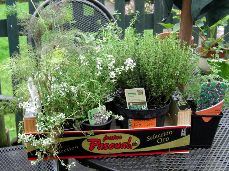 CIMG0042 (1024x766).jpg