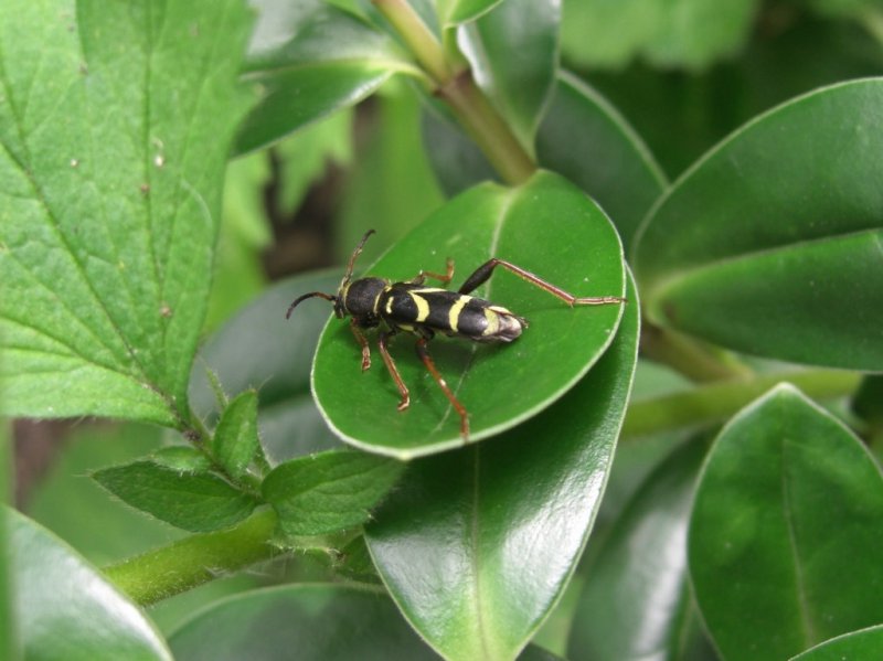 CIMG0043 (1024x767).jpg