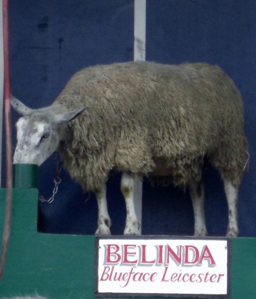 CIMG0043 (549x640).jpg