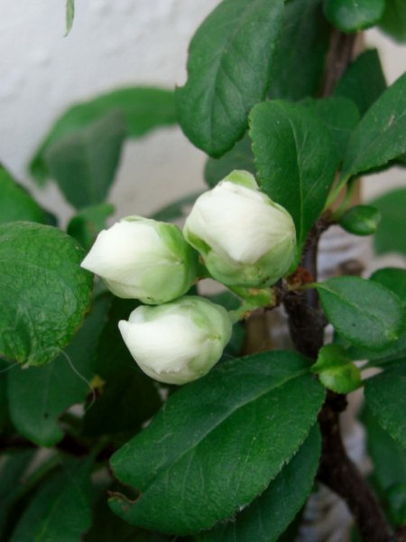 CIMG0043 (768x1024).jpg