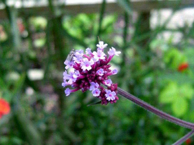 CIMG0044 (1024x767).jpg