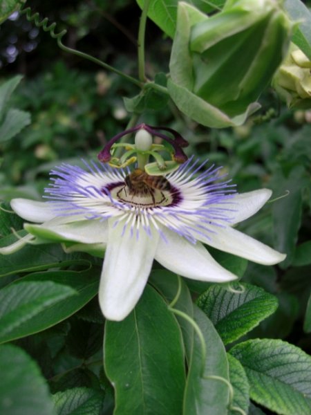 CIMG0044 (480x640).jpg