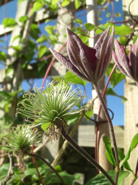 CIMG0044 (600x800).jpg