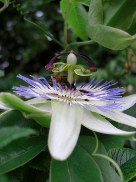 CIMG0045 (480x640).jpg