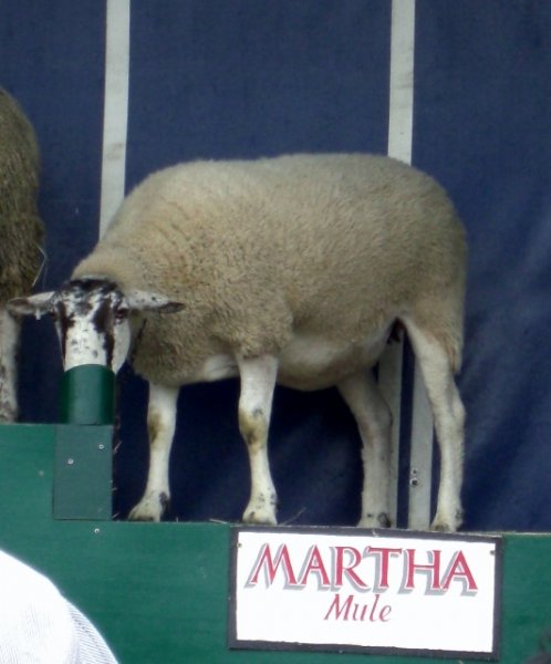 CIMG0045 (532x640).jpg