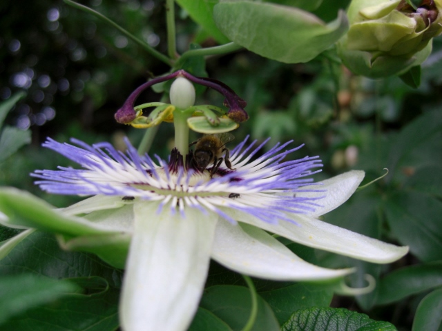 CIMG0046 (640x480).jpg