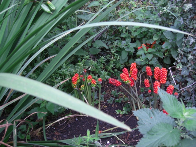 CIMG0048 (640x480).jpg