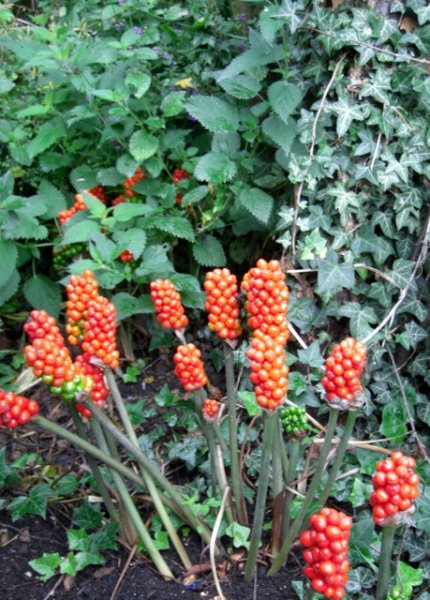 CIMG0049 (459x640).jpg